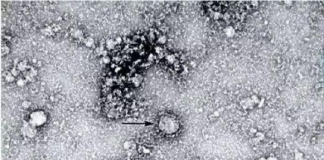 Las masas chinas atrapadas entre la enfermedad y la dictadura