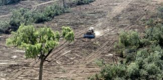 Covid-19, deforestación extensiva y capital concentrado, en el péndulo permanente de la burguesía criolla